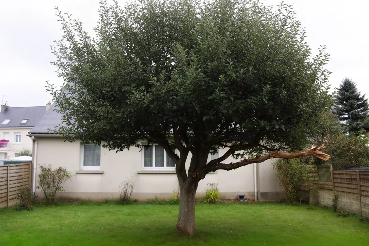 Arbre aux branches encombrantes dans un jardin à Cherbourg-en-Cotentin